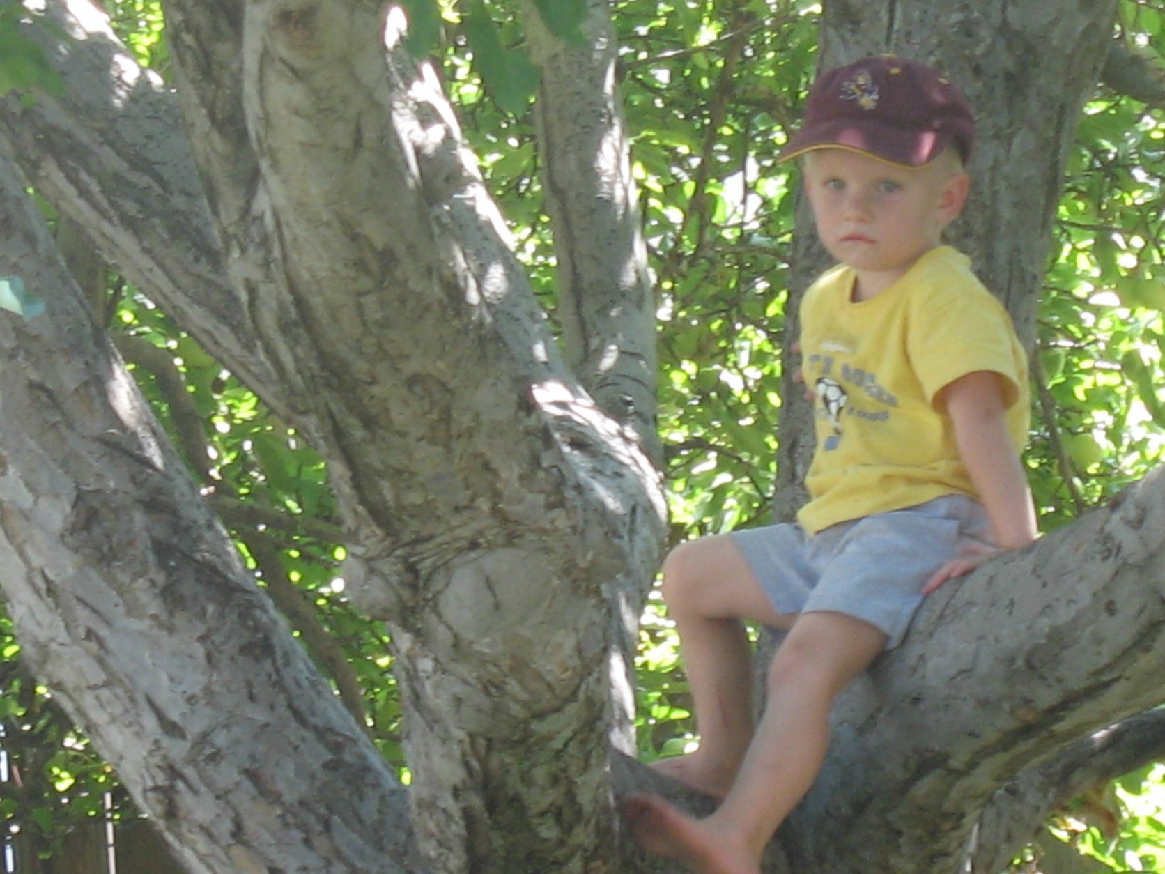 Michael in a Tree